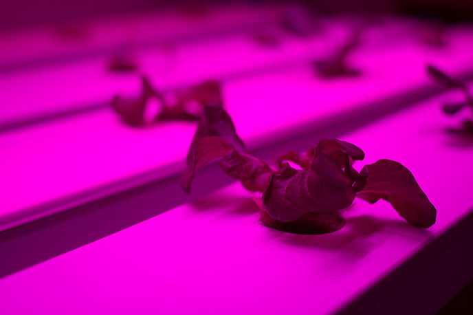 Gemüse aus dem Labor - vielleicht ein Zukunftsmodell für das Land. Fotos: Fabian Franke